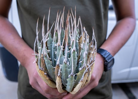 Agave uthaensis  NO.2