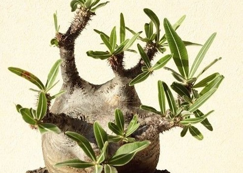 Pachypodium Gracilius パキポディウム グラキリス №12 | man