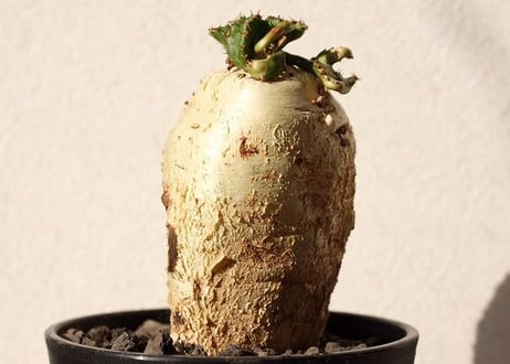 ユーフォルビア ステラータ 飛竜  Euphorbia stellata