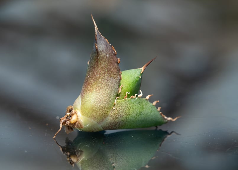 アガベ ハデス カキコ株 | mana's farm:塊根植物・アガベ・ドライ
