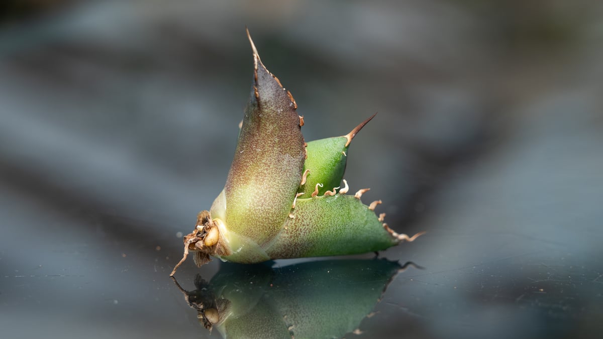 アガベ ハデス カキコ株 | mana's farm:塊根植物・アガベ・ドライ