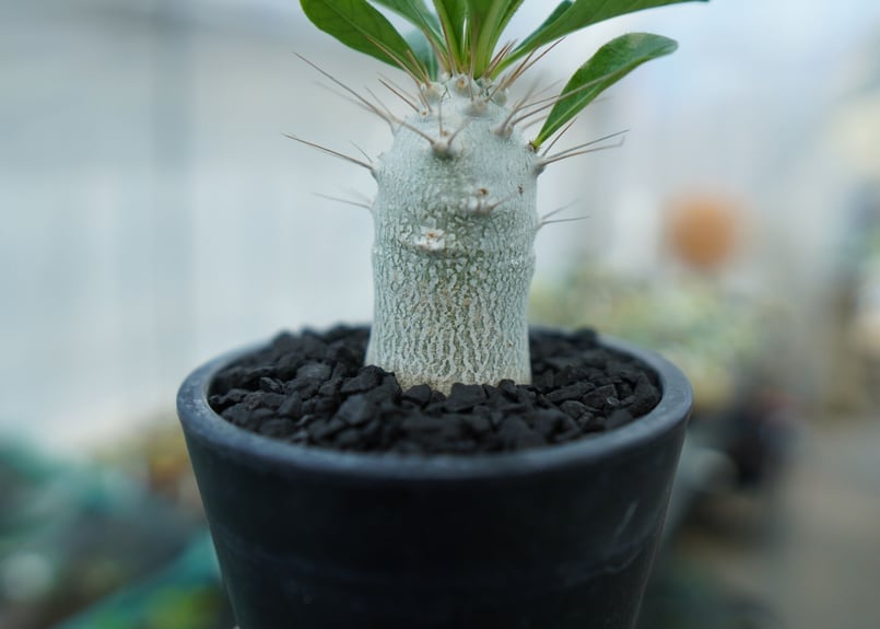 パキポディウム サンデルシー Pachypodeium saundersii No.9 |