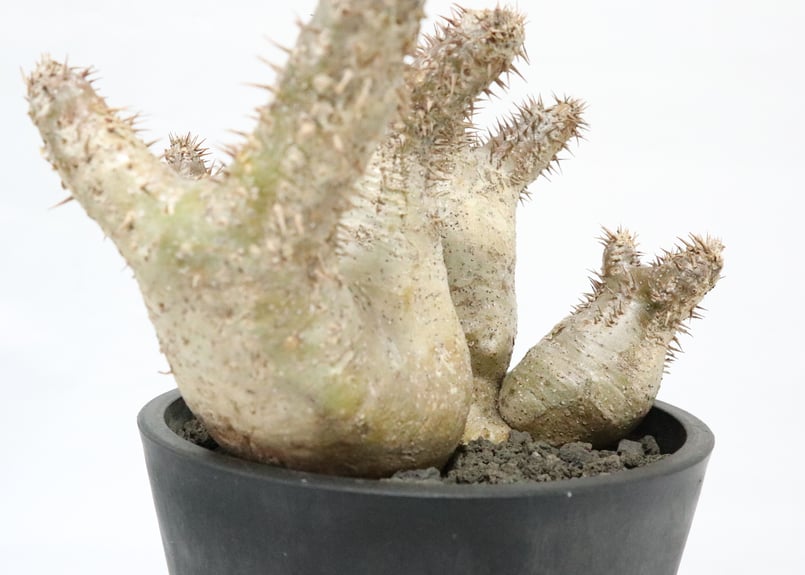 パキポディウム　デンシフローラム　白肌　現地球　発根済み 574dae3f85b9677ff559fcd0860306