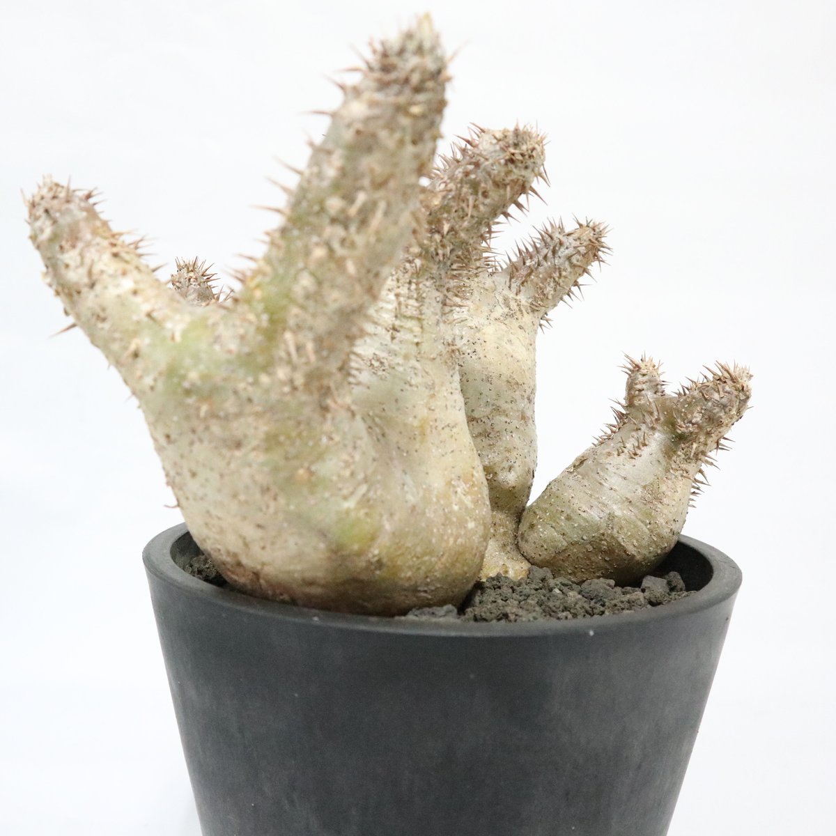 パキポディウム デンシフローラム 三頭株 | mana's farm:塊根植物