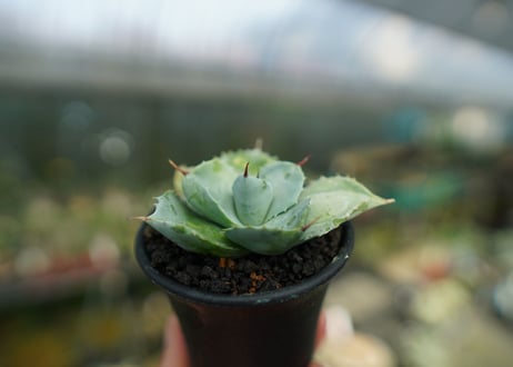 アガベ 白銀兜蟹 Agave isthmensis 'Shirogane'