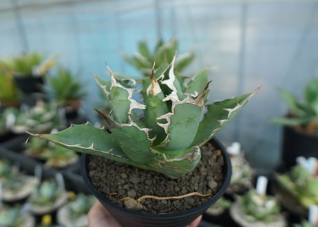 アガベ　チタノタ　agave titanota　A5