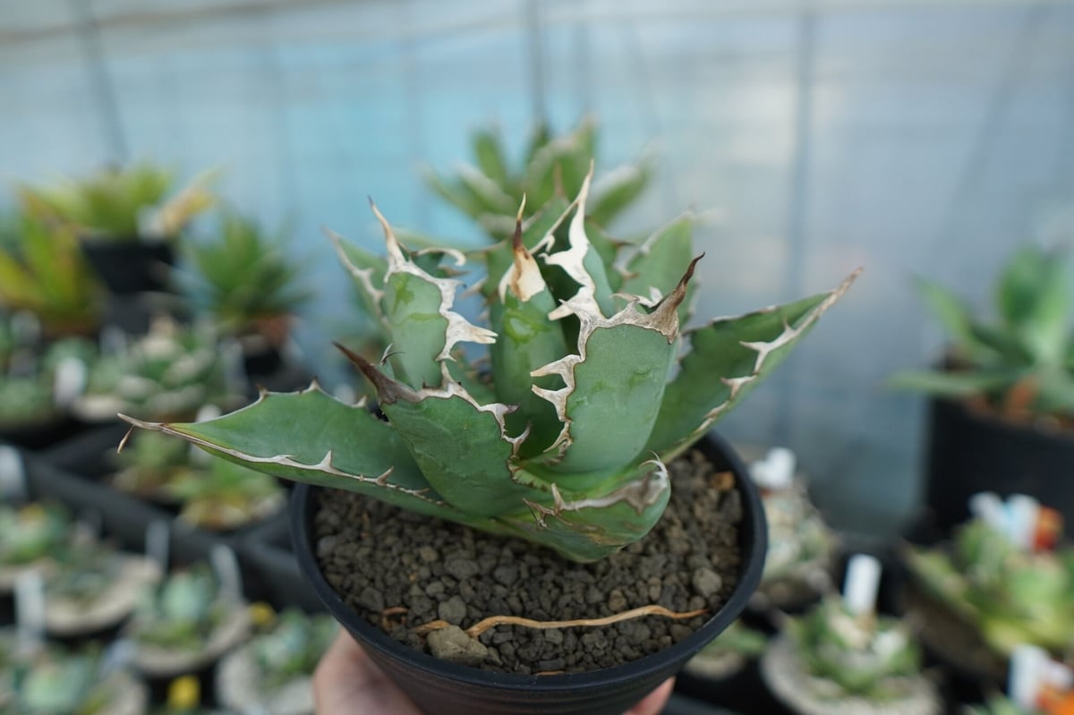 アガベ チタノタ agave titanota A5 | mana's farm:塊根植物・ア