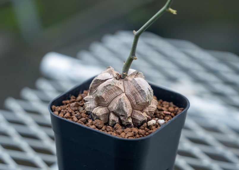 亀甲竜 No.3 | mana 