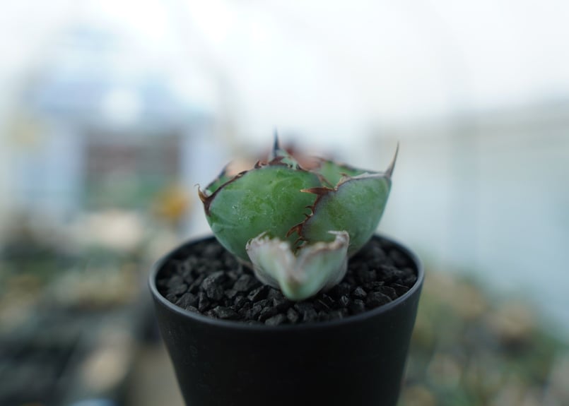 アガベ チタノタ ブラックアンドブルー Agave titanota black and