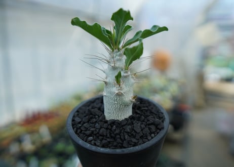 パキポディウム　サンデルシー　Pachypodeium saundersii  No.2