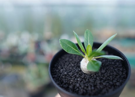 パキポディウム　恵比寿笑い　Pachypodium brevicaule　No.4