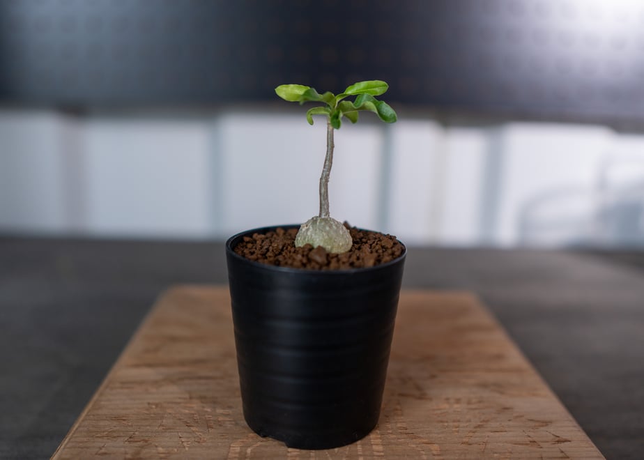 6690be3edf8567003b867366