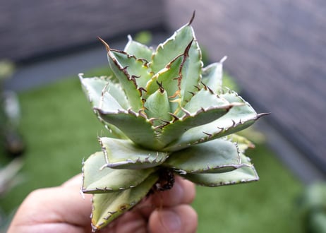 Agave titanota Flligree NO.1