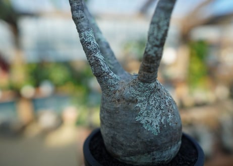 【未発根】パキポディウム　グラキリス　 Pachypodium Gracilius  No.5