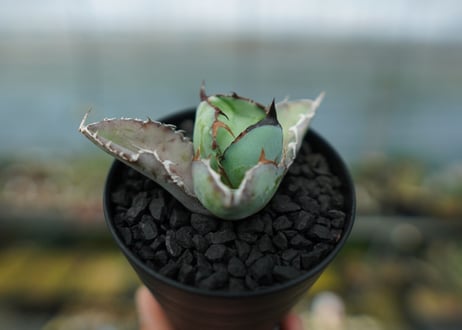 アガベ　チタノタ　 ブラックアンドブルー 　Agave titanota black and blue　No.9
