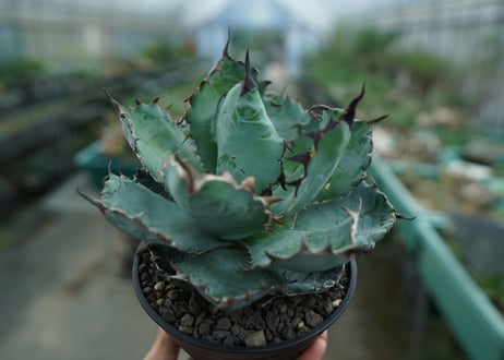 アガベ　チタノタ　 ブラックアンドブルー 　Agave titanota black and blue　No.1