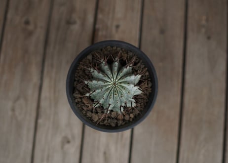ユーフォルビア　ホリダ　Euphorbia horrida