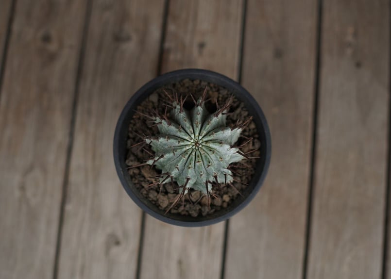 ユーフォルビア ホリダ Euphorbia horrida | mana's farm:塊根植