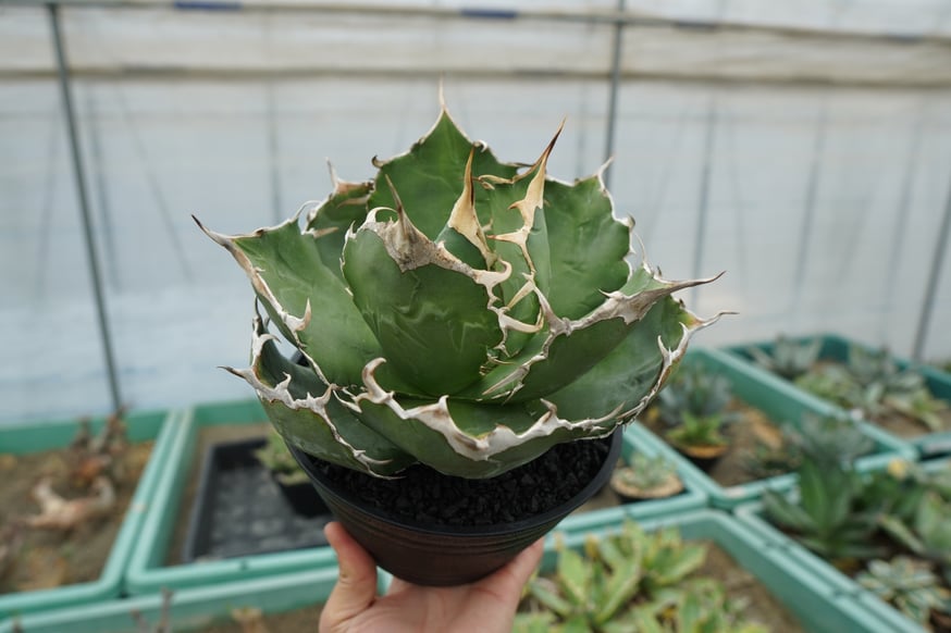 スタッフ大樹が本気で選ぶオススメ株5選！ | mana's farm:塊根植物