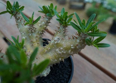 パキポディウム　デンシフローラム Pachypodium densiflorum   No.1