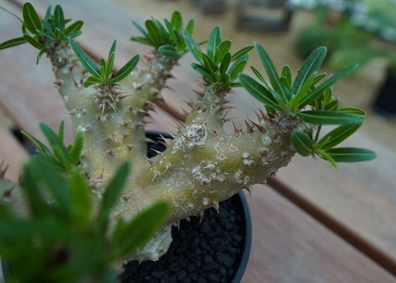 パキポディウム デンシフローラム Pachypodium densiflorum No.1