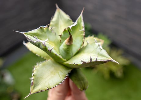 Agave Sowing seeds NO.5