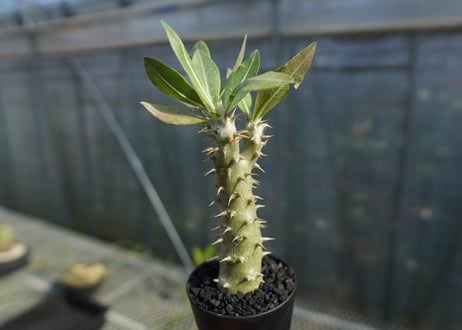 パキポディウム ホロンベンセ　Pachypodium　 horombense