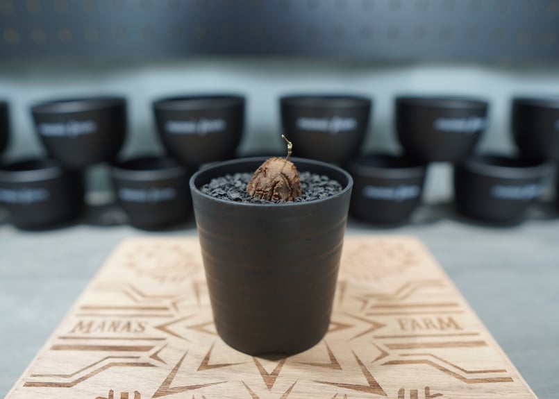 亀甲竜 実生株 No.10 | mana's farm:塊根植物・アガベ・ドライ