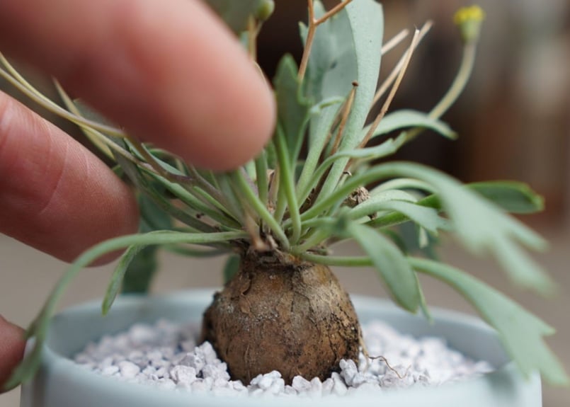 オトンナ ユーフォルビオイデス×スタインコフ Othonna euphorbioides×st