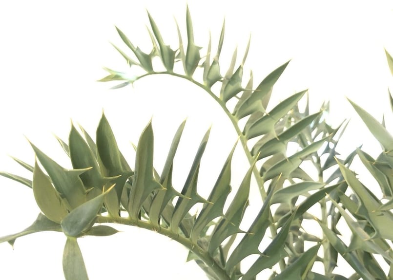 エンセファラルトス ホリダス no.9 | mana's green:塊根植物販売 エンセファラルトス ホリダス no.9 | mana's green:塊根植物販売