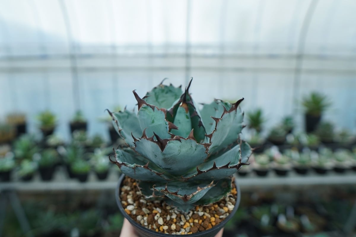 アガベ チタノタ ブラックアンドブルー Agave titanota black and