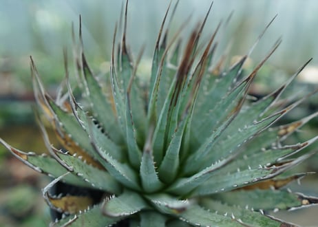 アガベ　ユタエンシス　Agave uthaensis　No.4