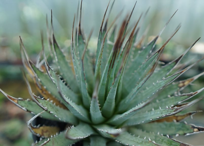 クトゥルフ　アガベ　ユタエンシス　yeitao 楽天市場】多肉植物：アガベ ユタエンシス*幅10cm 現品！一品限り