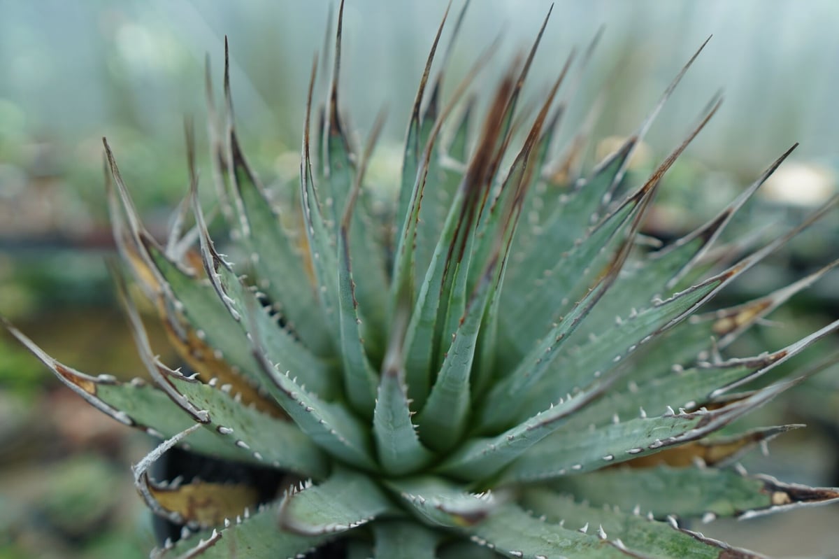 アガベ ユタエンシス Agave uthaensis No.4 | mana's farm:塊