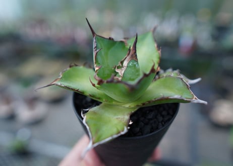 アガベ　チタノタ　ハデス　Agave titanota Hades　No.1