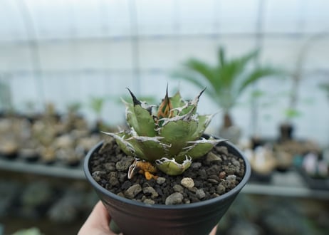 アガベ　チタノタ　FO-76　agave titanota  FO-76　No.8