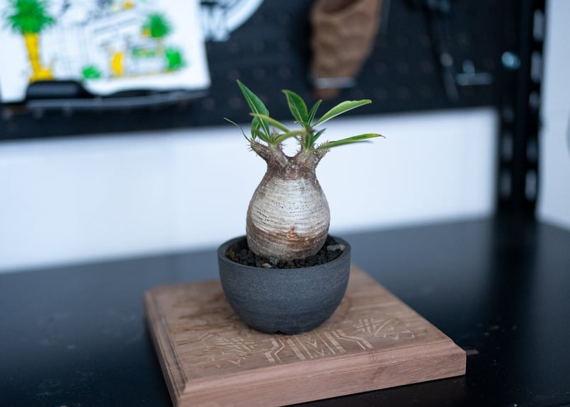 パキポディウムグラキリス チビ まん丸株 fit=scale-down,w=1200