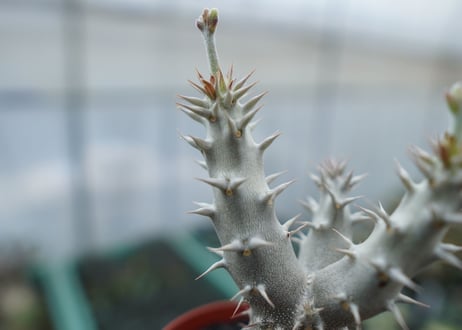 パキポディウム　デンシフローラム　Pachypodium densiflorum　No.8