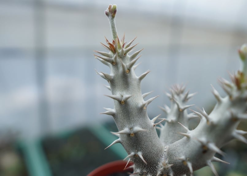 パキポディウム デンシフローラム Pachypodium densiflorum No.8 |