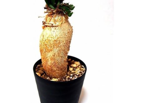 ユーフォルビア ステラータ 飛竜  Euphorbia stellata　№２