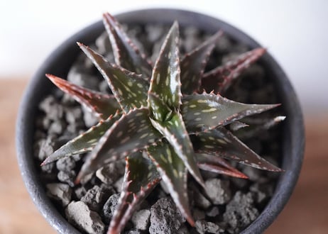 Aloe jucunda