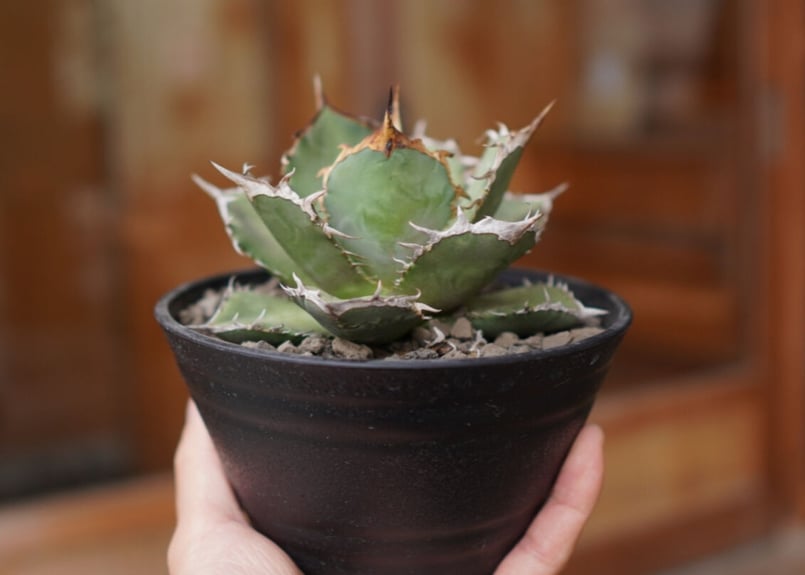 Agave titanota FO-76 A NO.1 | mana's farm:塊根植物・
