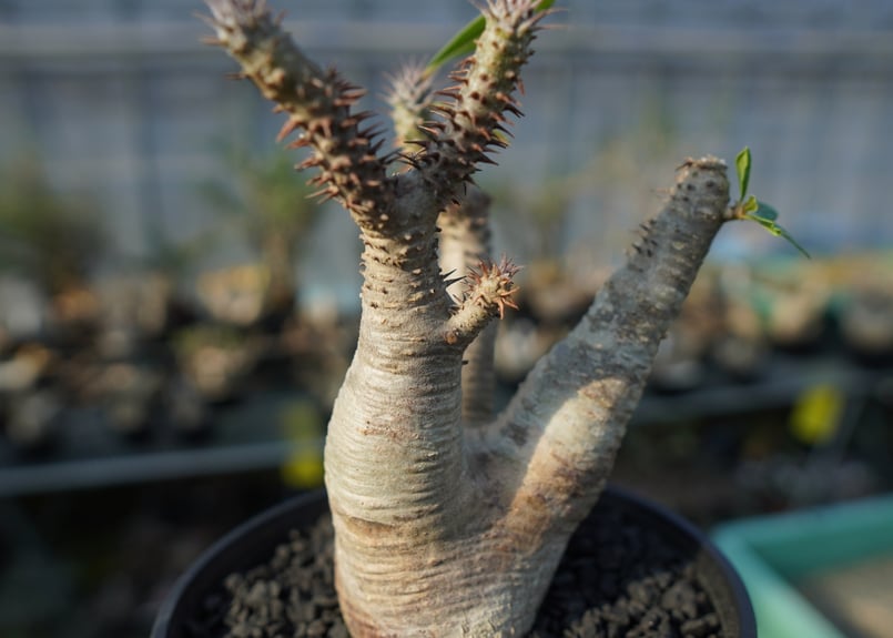 パキポディウム マカイエンセ Pachypodium makayense No.4 | man