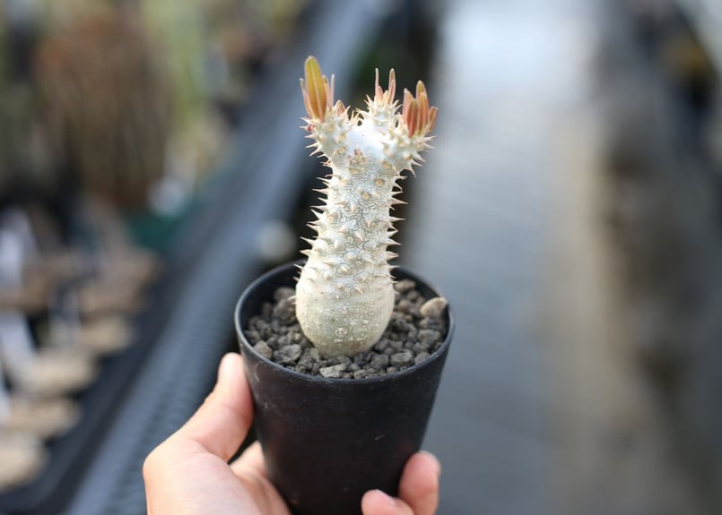 パキポディウム イノピナツム | mana's farm:塊根植物・アガベ