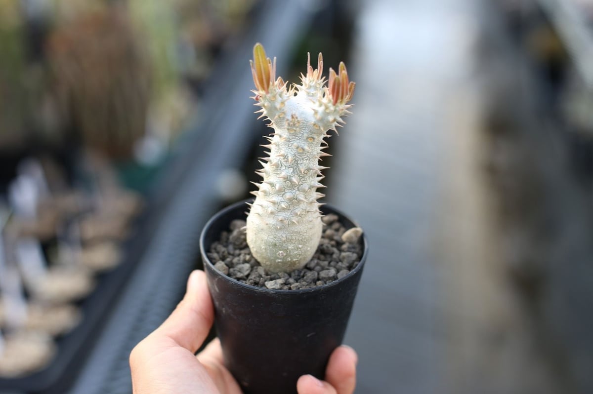 パキポディウム イノピナツム | mana's farm:塊根植物・アガベ・ドライ