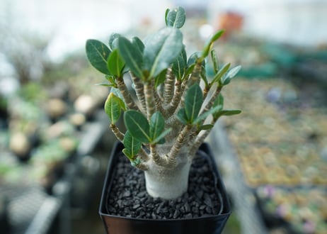 アデニウム　Adenium　No.1