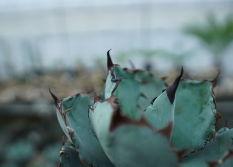 アガベ　チタノタ　 ブラックアンドブルー 　Agave titanota black and blue　NO.1
