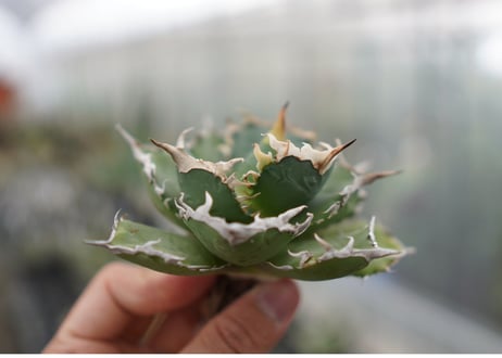 Agave titanota FO-76  D NO.2