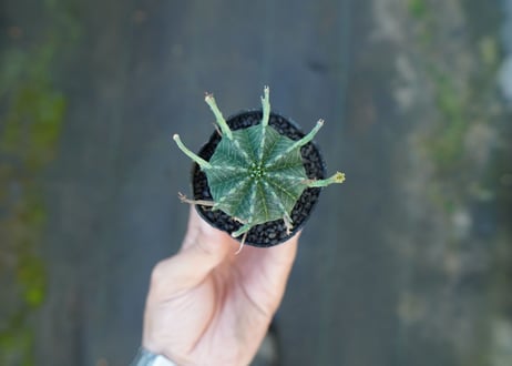 ユーフォルビア　スーパーバリダ　Euphorbia super valida  No.6