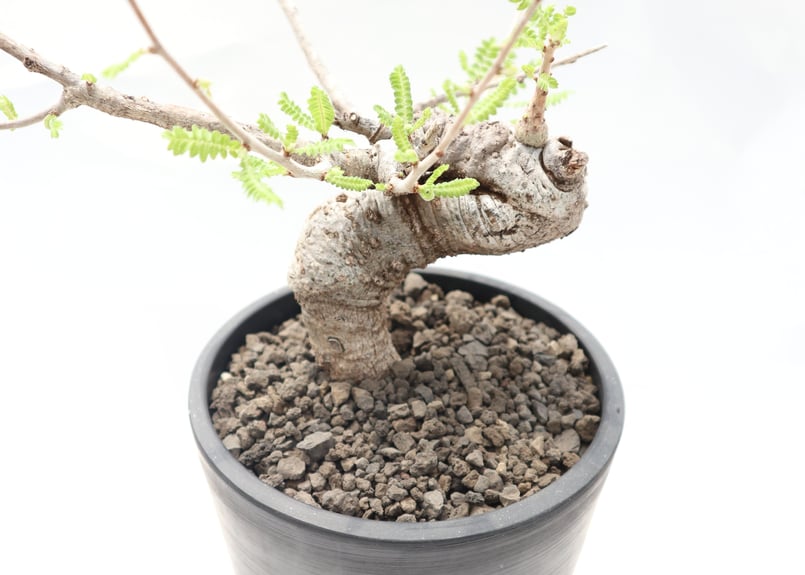 ボスウェリア ネグレクタ | mana's farm:塊根植物・アガベ・ドライ